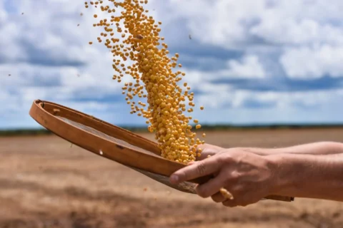 Os efeitos da validação da moratória da soja pelo STF: Autonomia privada, extrafiscalidade e segurança jurídica no agronegócio